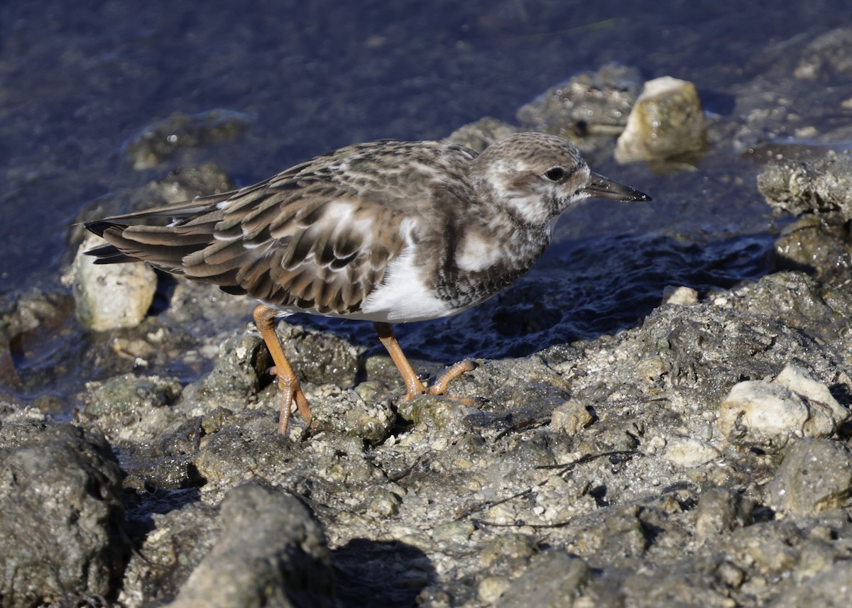 Ruddy Turnstone - ML645625589