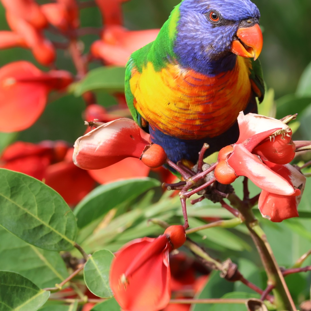 Rainbow Lorikeet - ML645625594