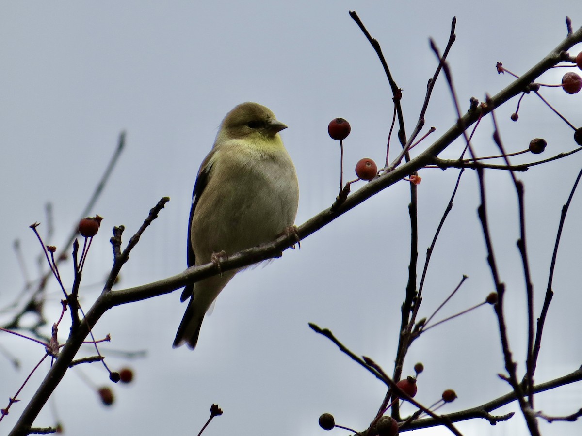 American Goldfinch - ML645625597