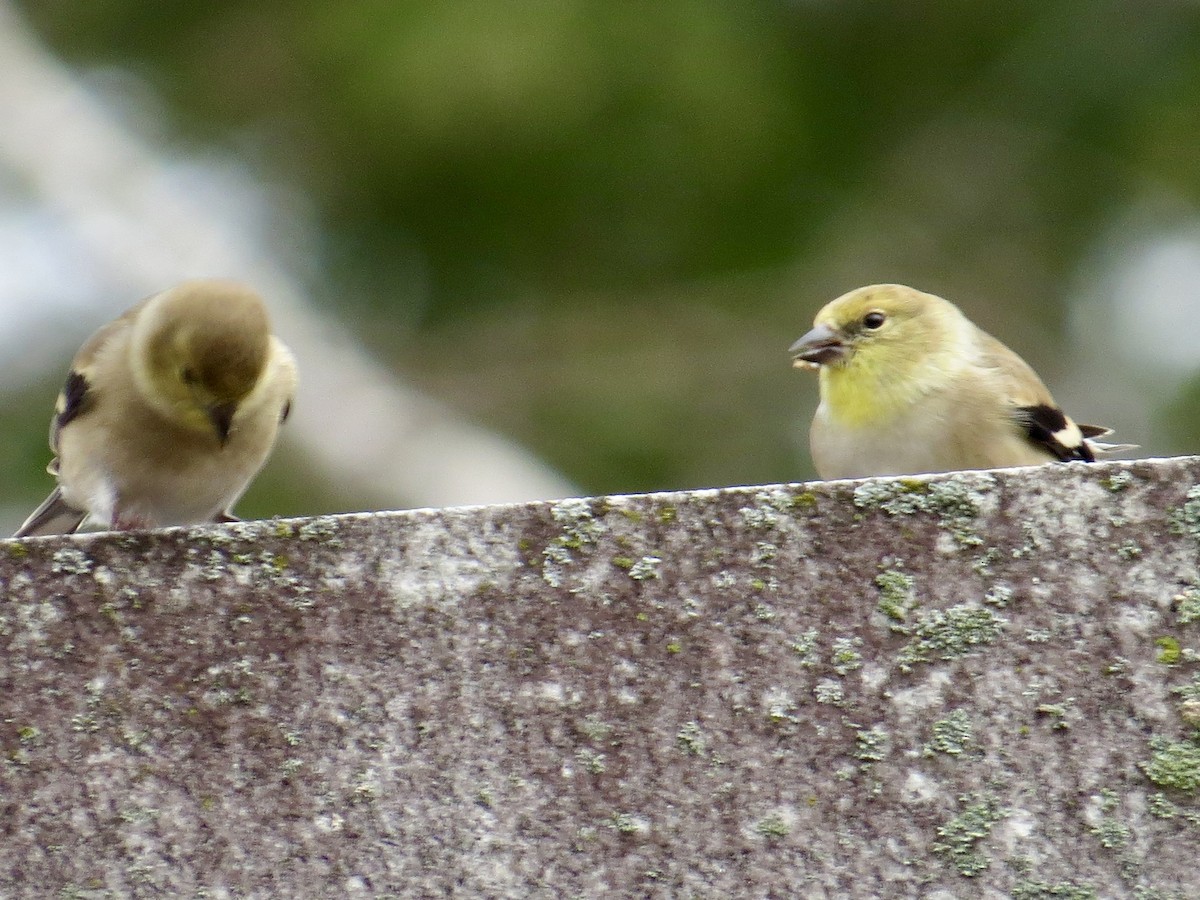 American Goldfinch - ML645625598