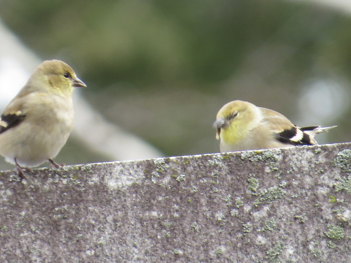 American Goldfinch - ML645625599