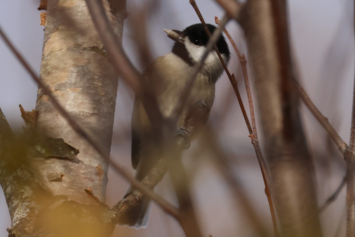 Каролинская гаичка - ML645625603