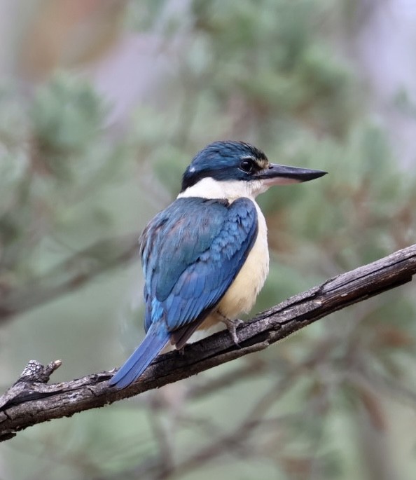 Sacred Kingfisher - ML645625609