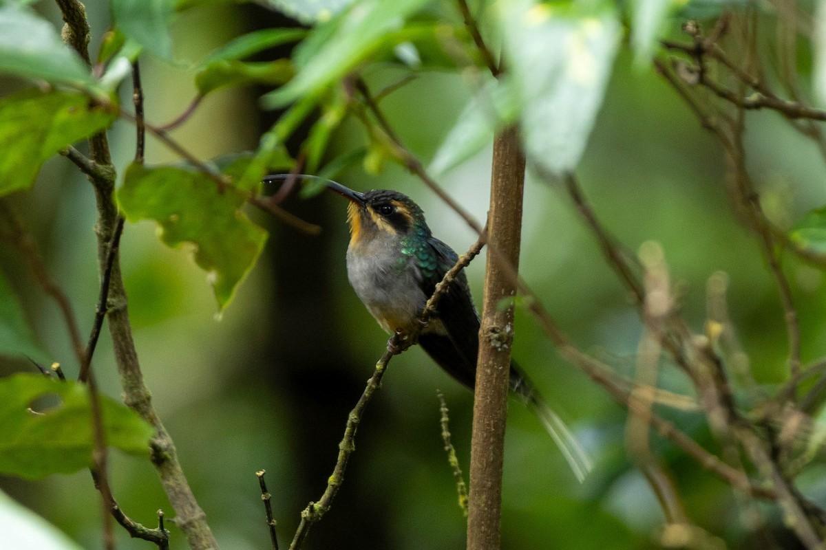 Green Hermit - ML645625611