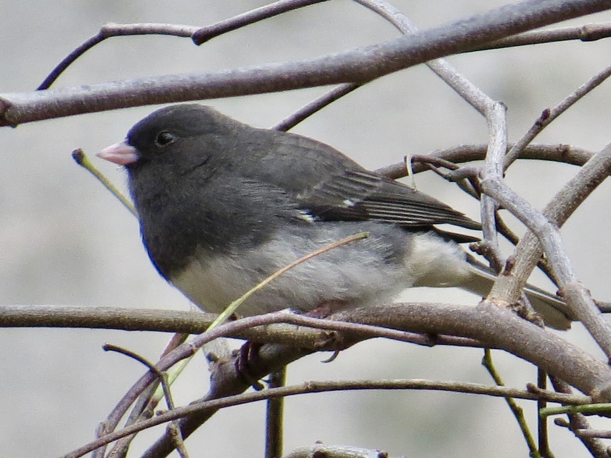 Dark-eyed Junco (Slate-colored) - ML645625613