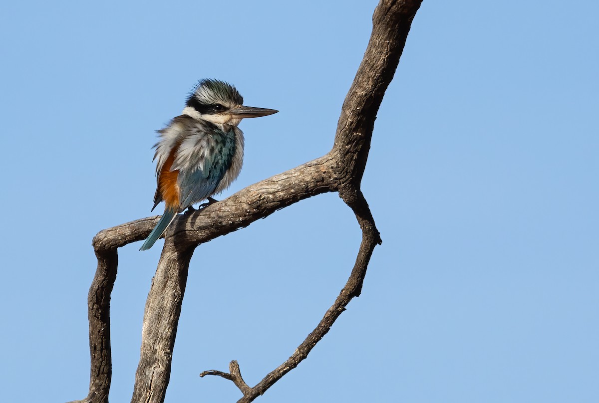 Альціон рудогузий - ML645625614