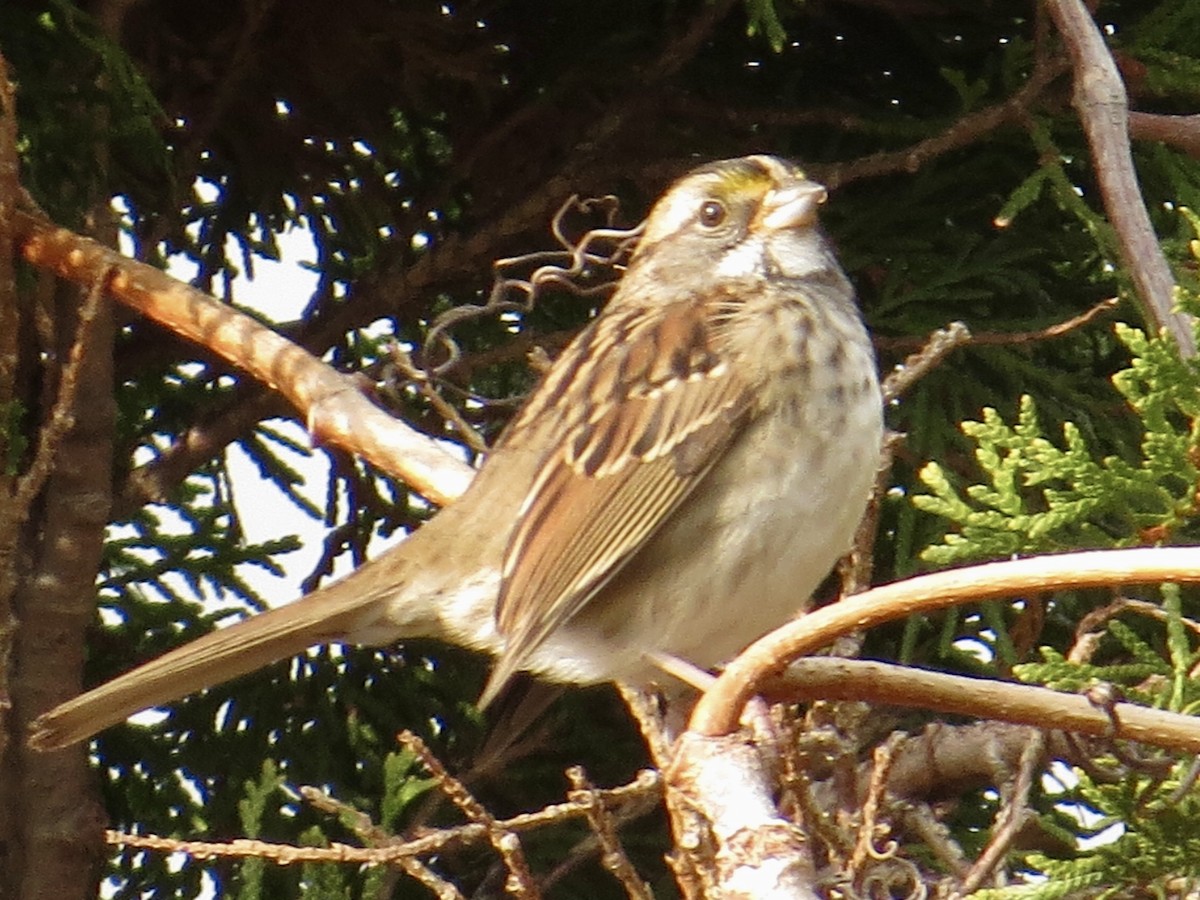 White-throated Sparrow - ML645625629
