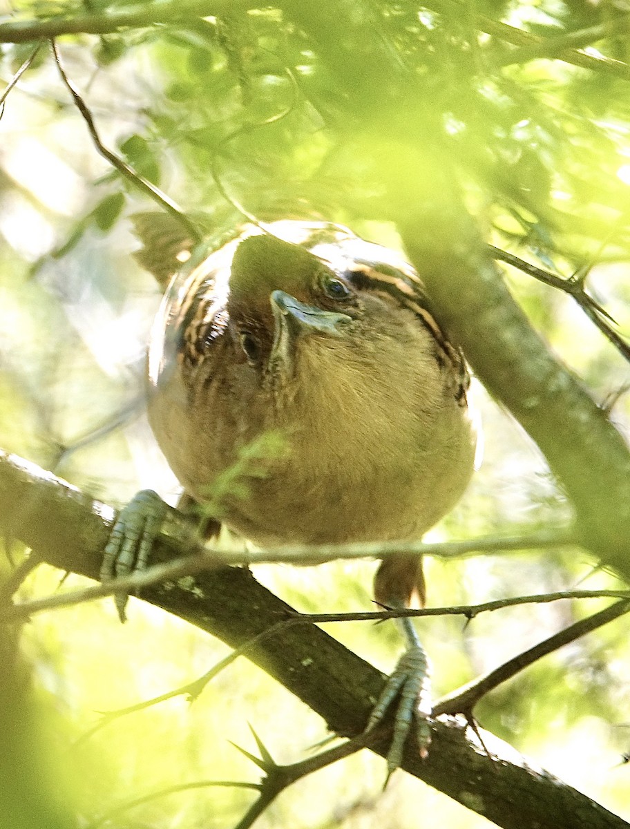 Giant Antshrike - ML645625636