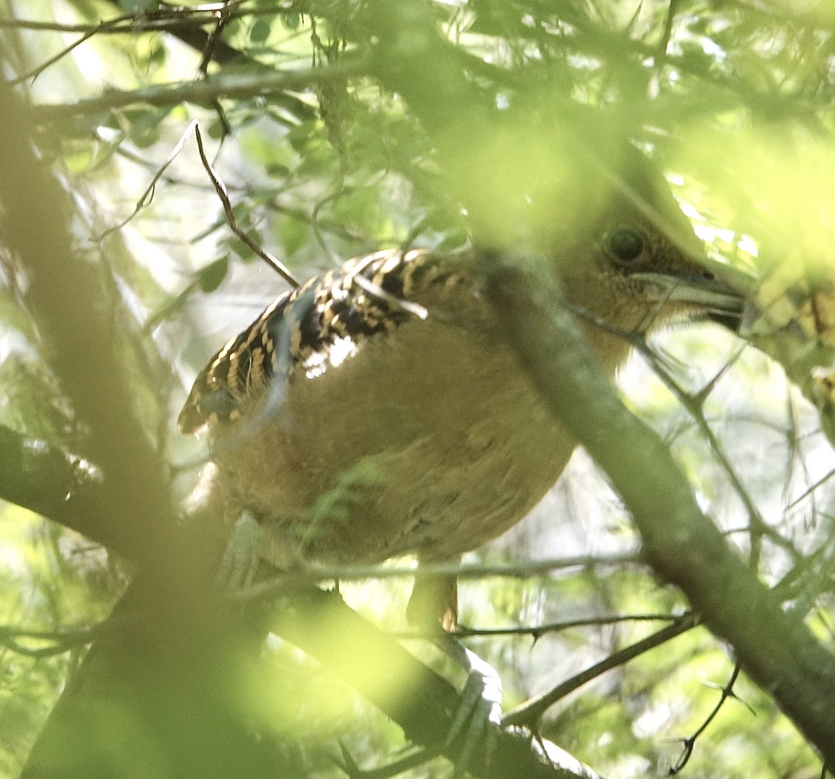 Giant Antshrike - ML645625637