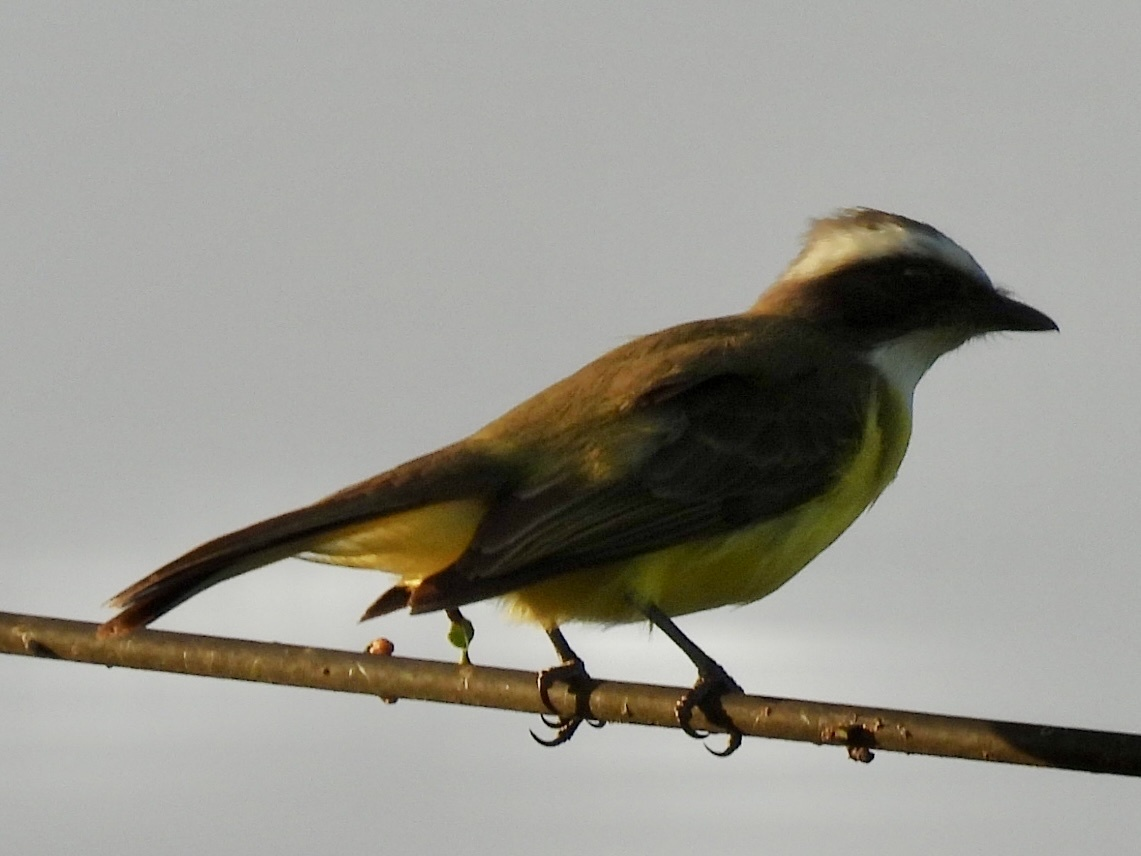 Sosyal Tiran - ML645625641