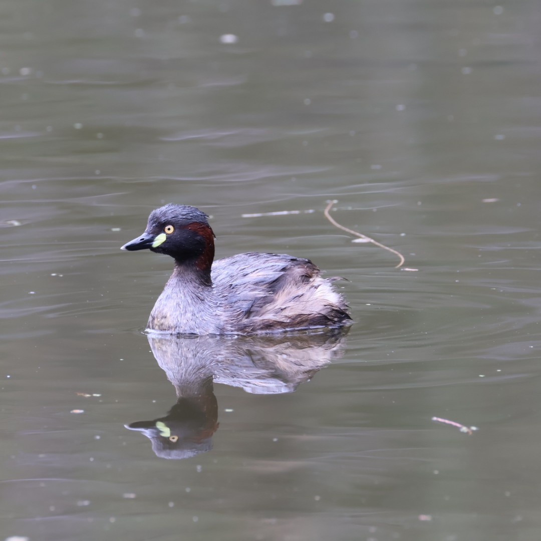 Австралийская поганка - ML645625644