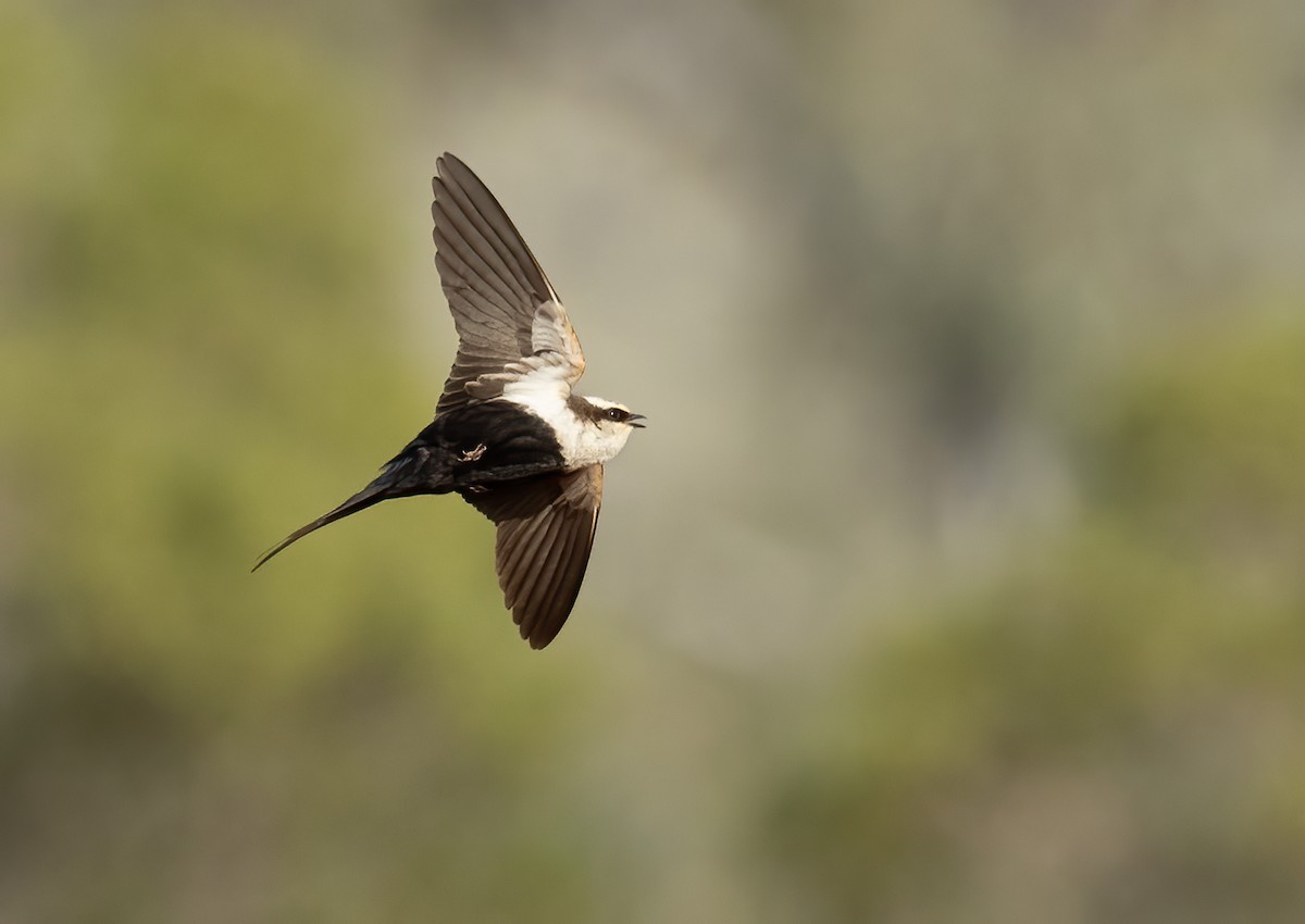 White-backed Swallow - ML645625645