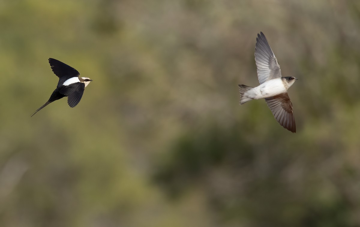 White-backed Swallow - ML645625646