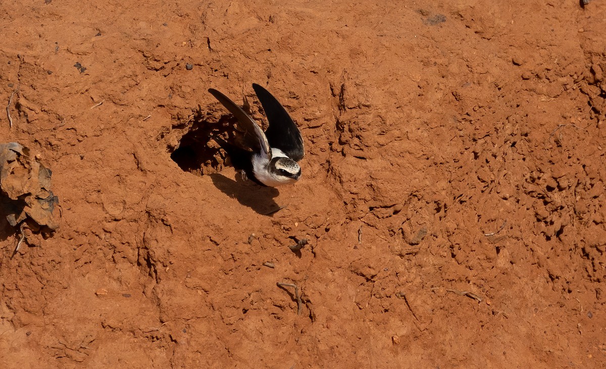 White-backed Swallow - ML645625647