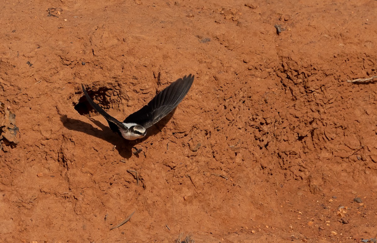 White-backed Swallow - ML645625648
