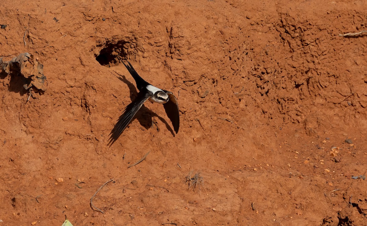White-backed Swallow - ML645625649