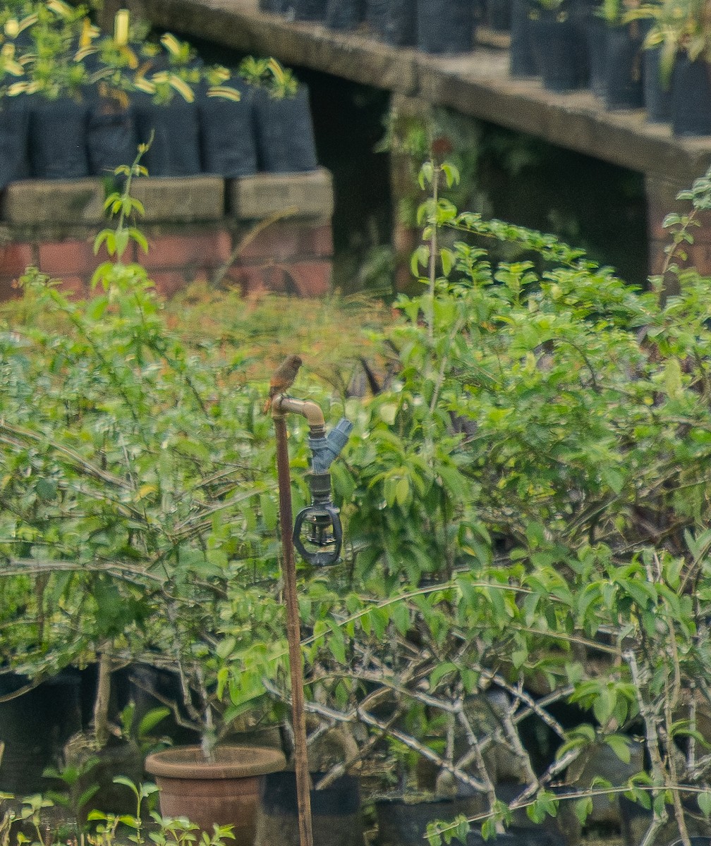 Daurian Redstart - ML645625650