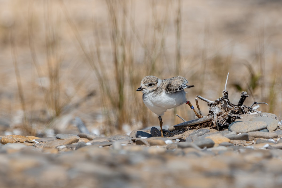 Islıkçı Cılıbıt - ML645625651