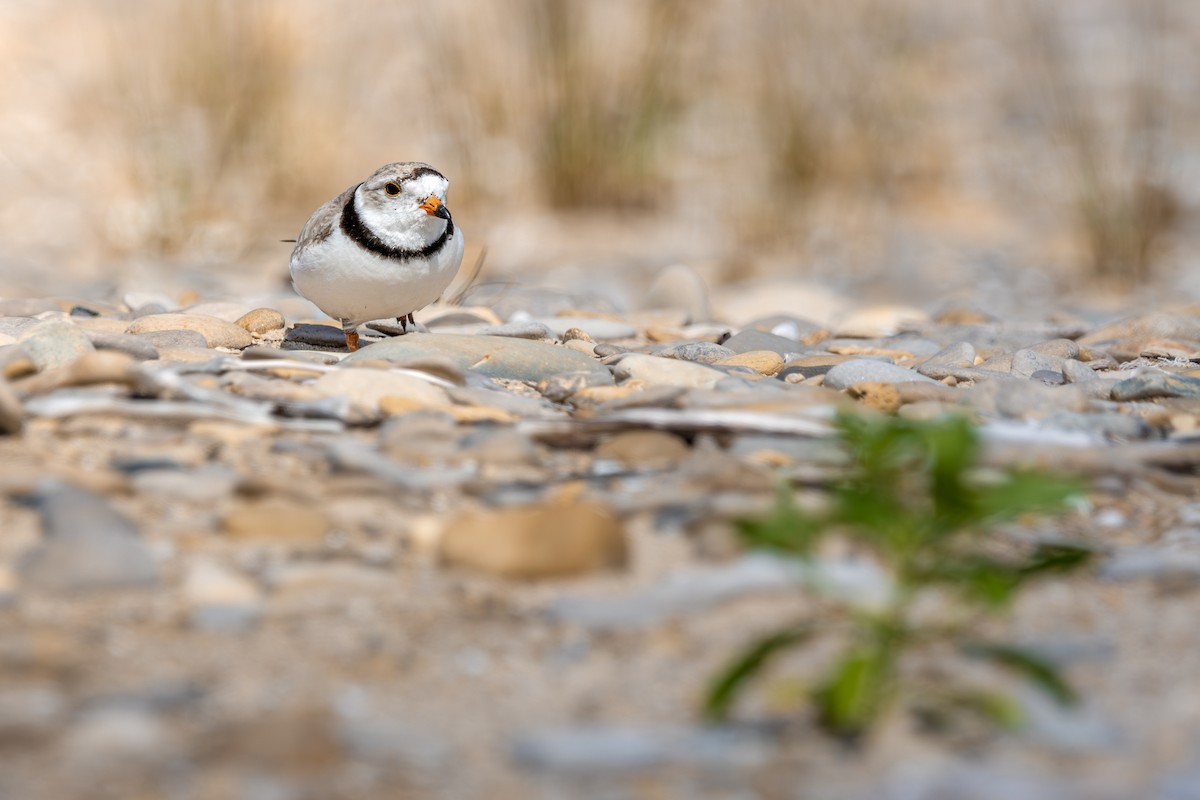 Islıkçı Cılıbıt - ML645625652