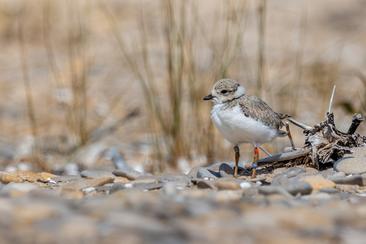 Islıkçı Cılıbıt - ML645625653