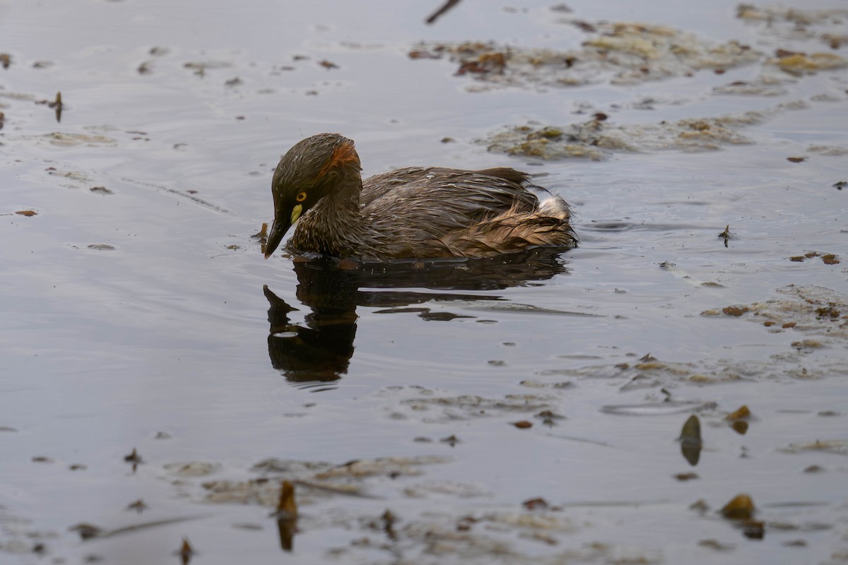 Австралийская поганка - ML645625654