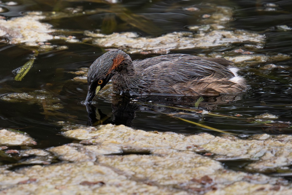Австралийская поганка - ML645625655