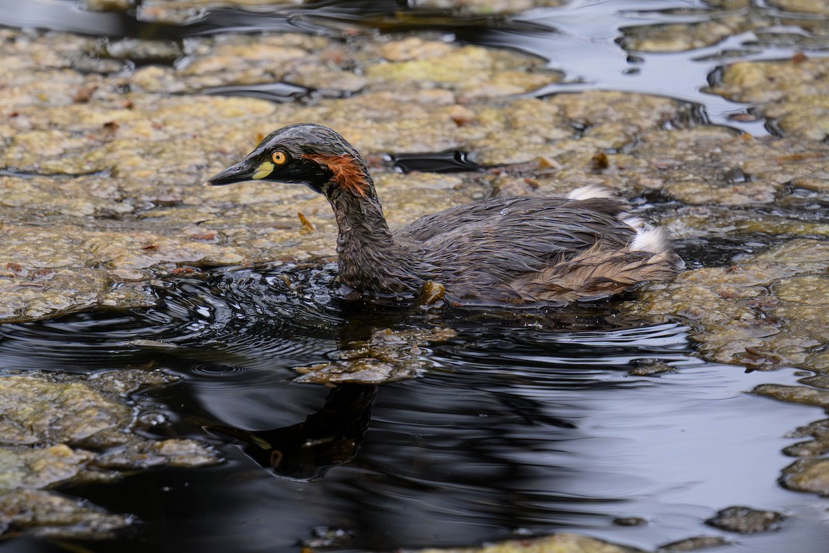 Австралийская поганка - ML645625656