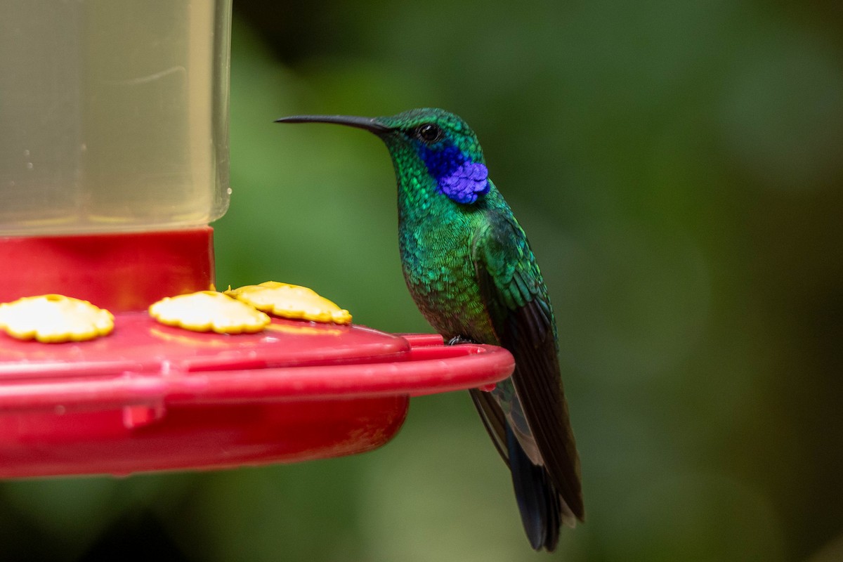 Lesser Violetear - ML645625659