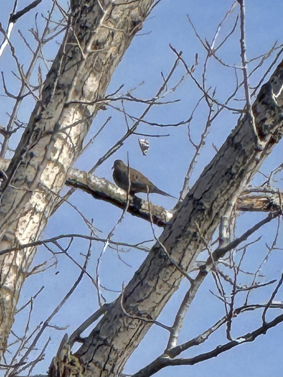 ナゲキバト - ML645625660