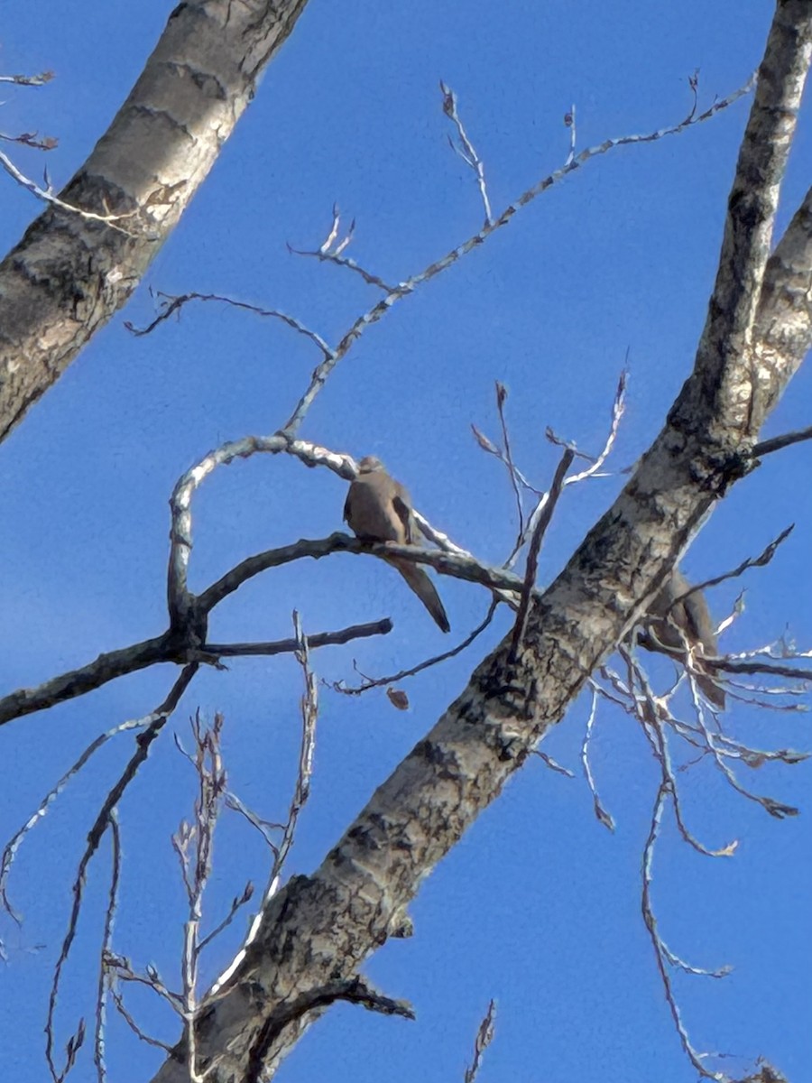 ナゲキバト - ML645625661