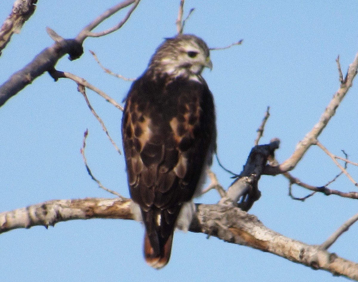 Red-tailed Hawk - ML645625669
