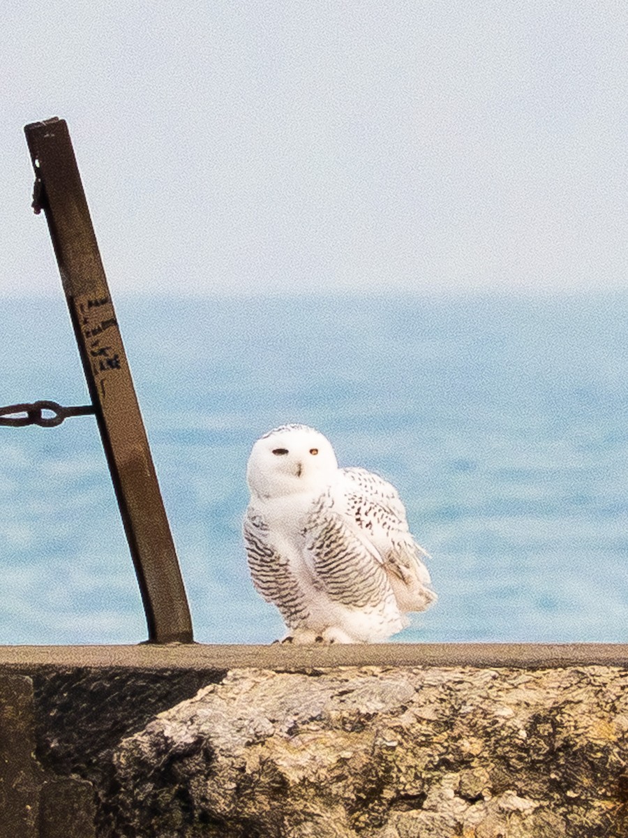 Snowy Owl - ML645625671