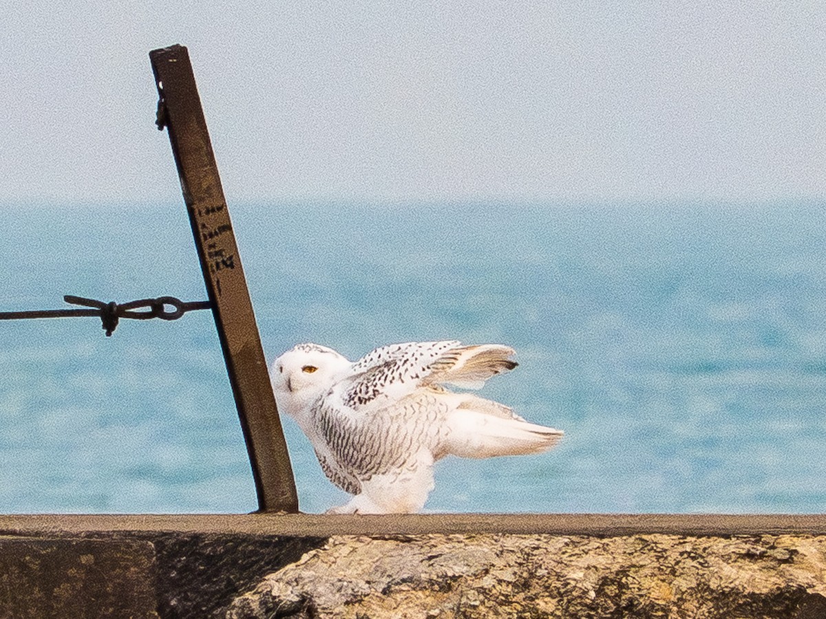 Snowy Owl - ML645625672