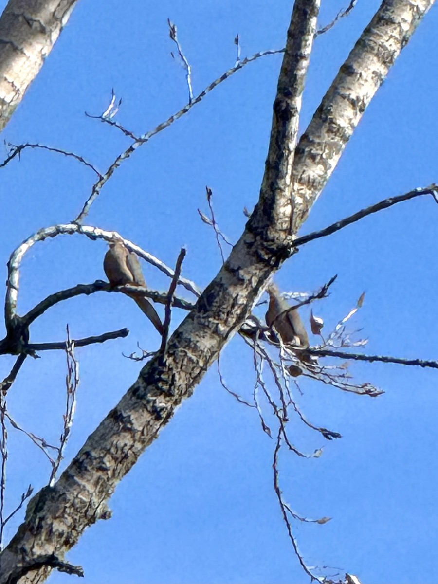 ナゲキバト - ML645625674