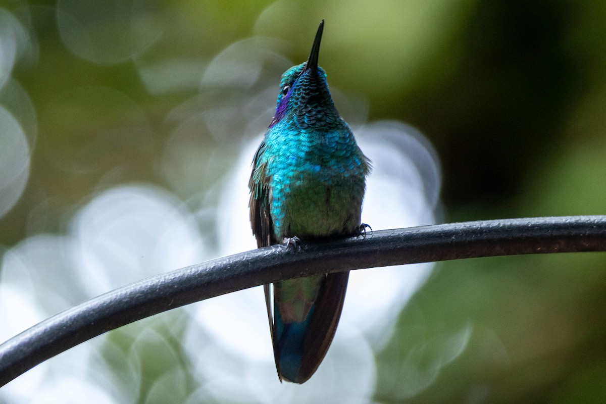 Lesser Violetear - ML645625675