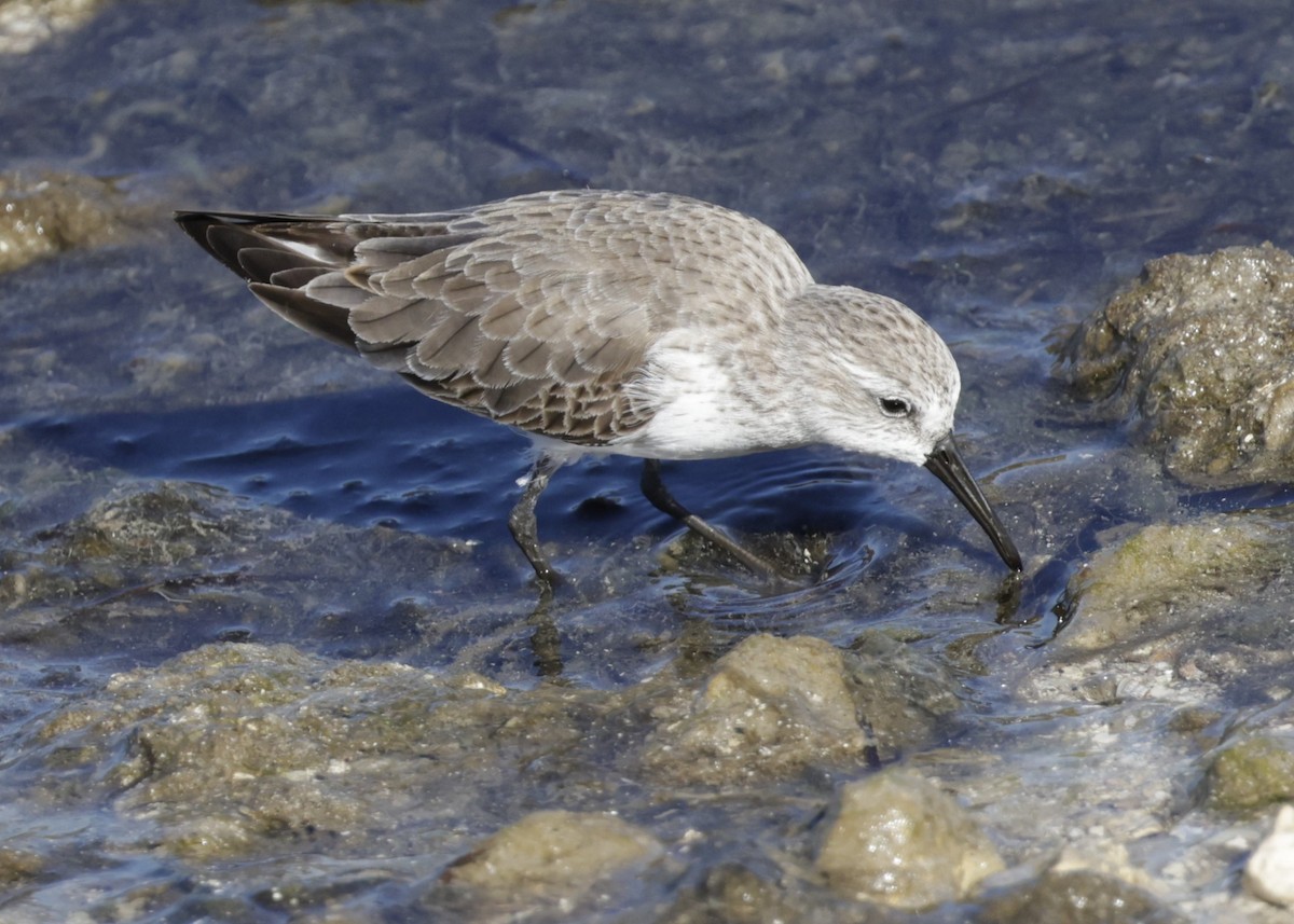 Western Sandpiper - ML645625676