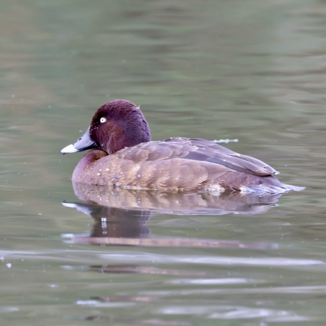 オーストラリアメジロガモ - ML645625678