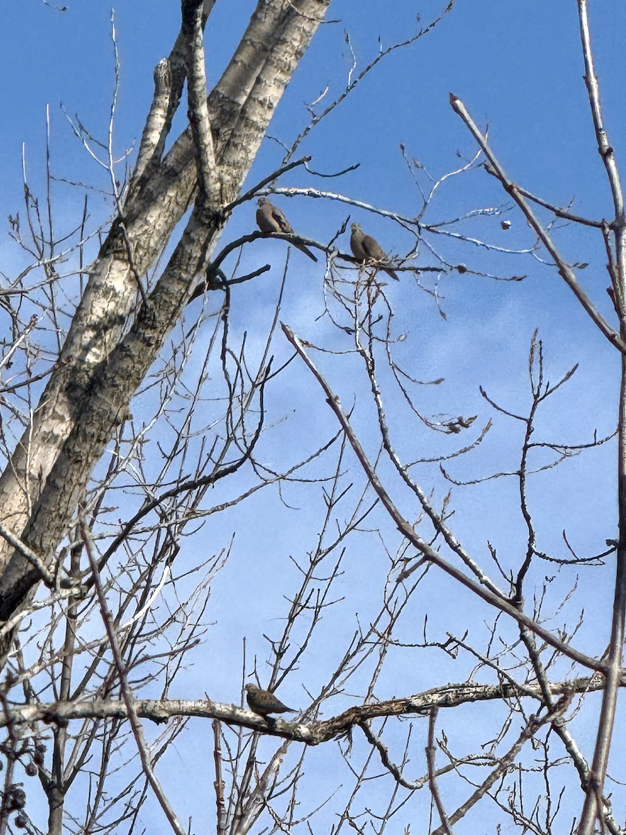 ナゲキバト - ML645625682