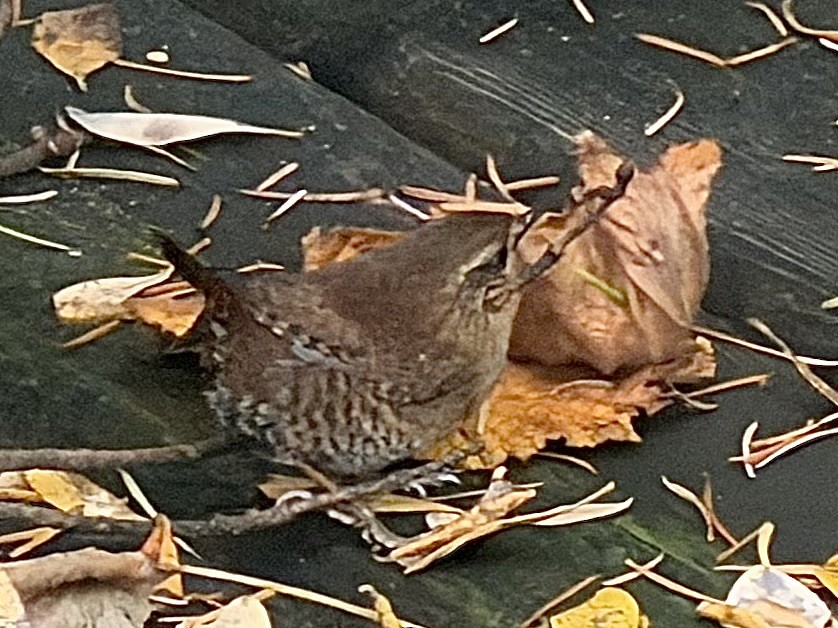 Pacific Wren - ML645625685