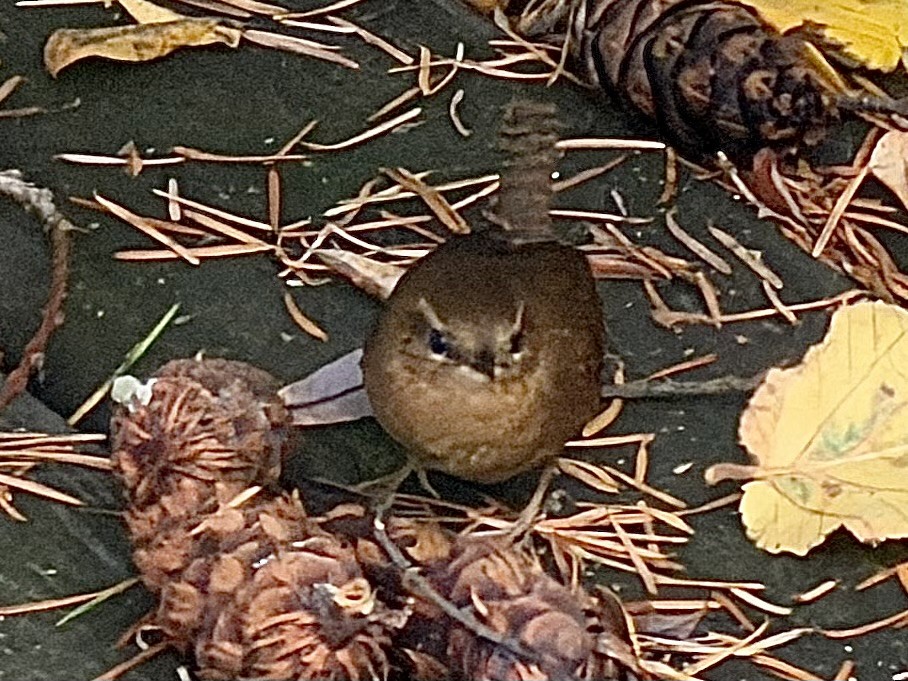 Pacific Wren - ML645625686