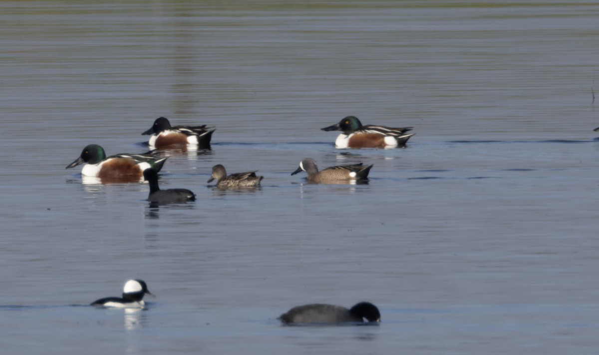 Cerceta Aliazul - ML645625689