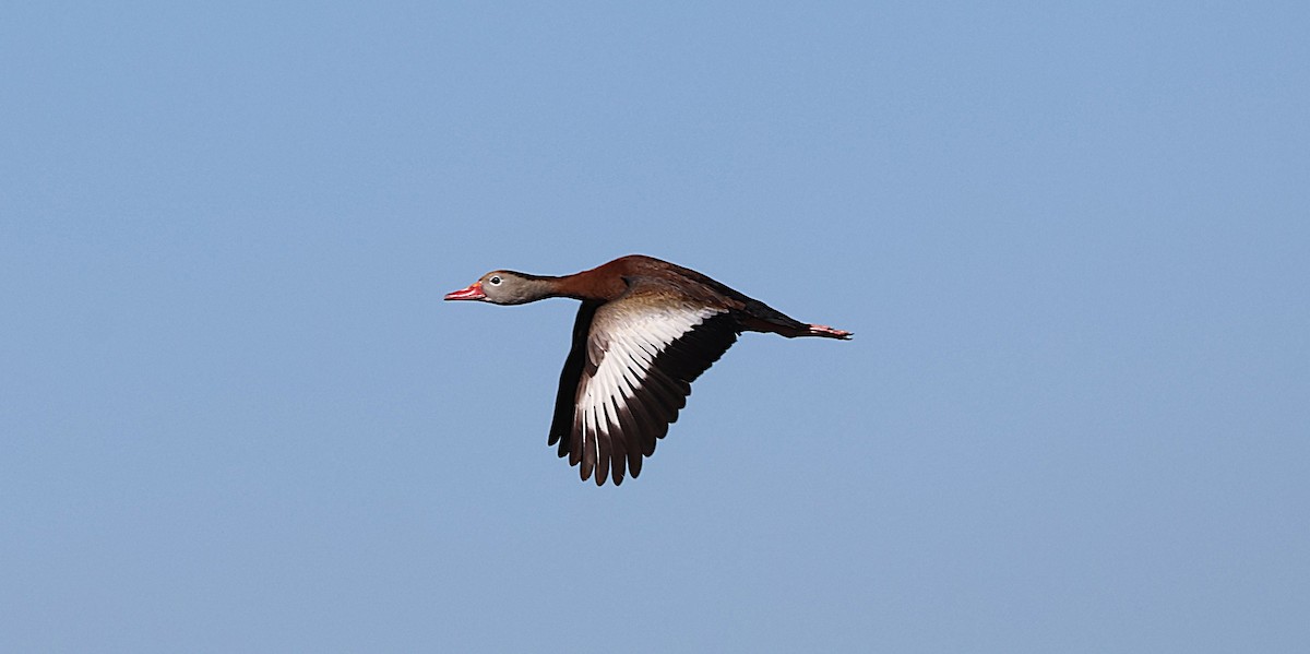 Black-bellied Whistling-Duck - ML645625707