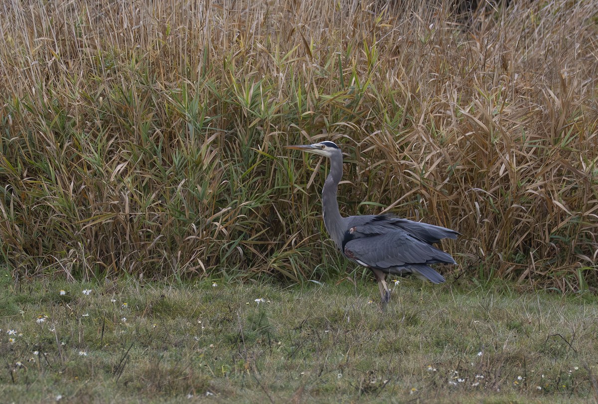 Great Blue Heron - ML645625708