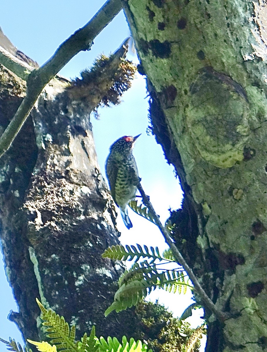 White-barred Piculet - ML645625713