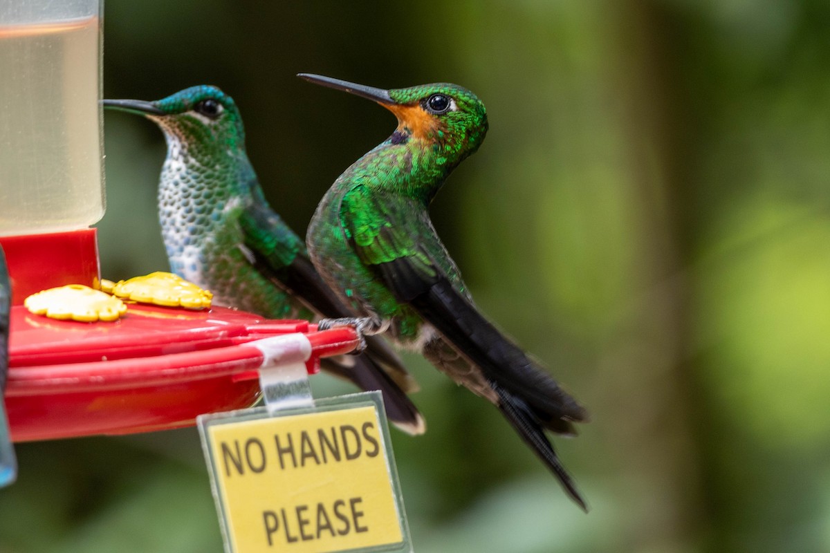 Green-crowned Brilliant - ML645625714