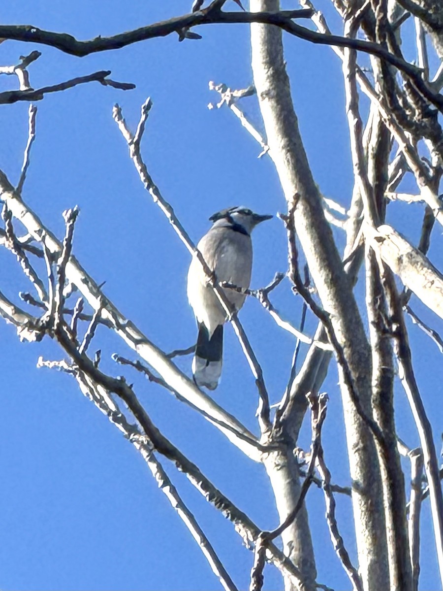 Blue Jay - ML645625715