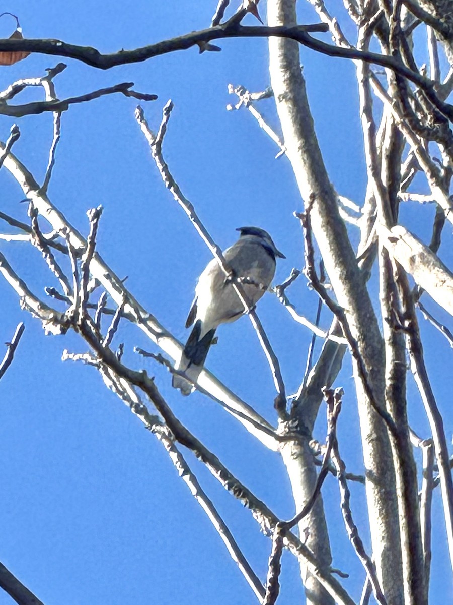 Blue Jay - ML645625725