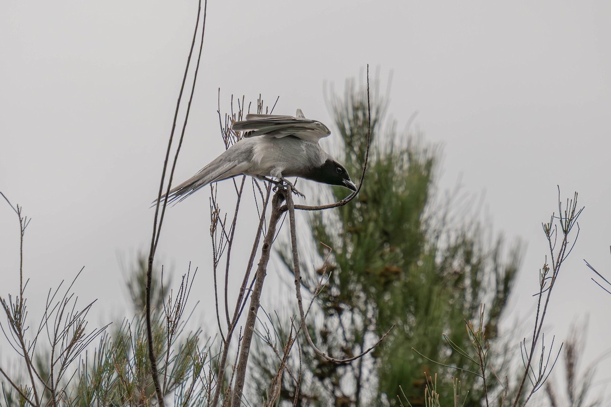 Black-faced Cuckooshrike - ML645625733