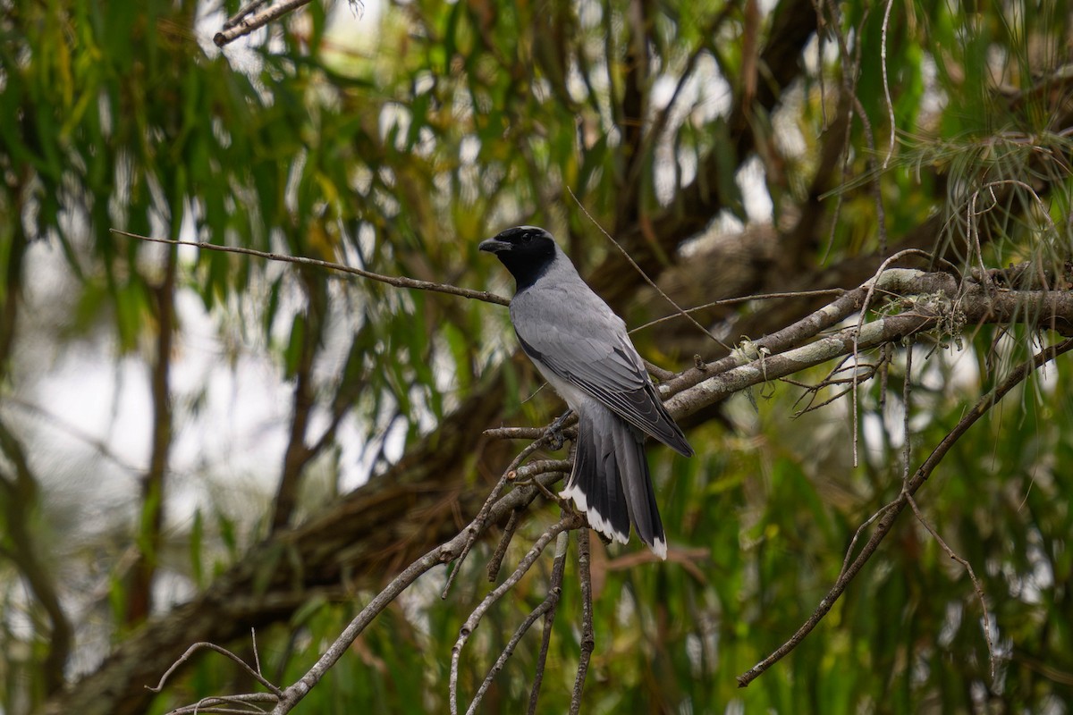 Black-faced Cuckooshrike - ML645625734