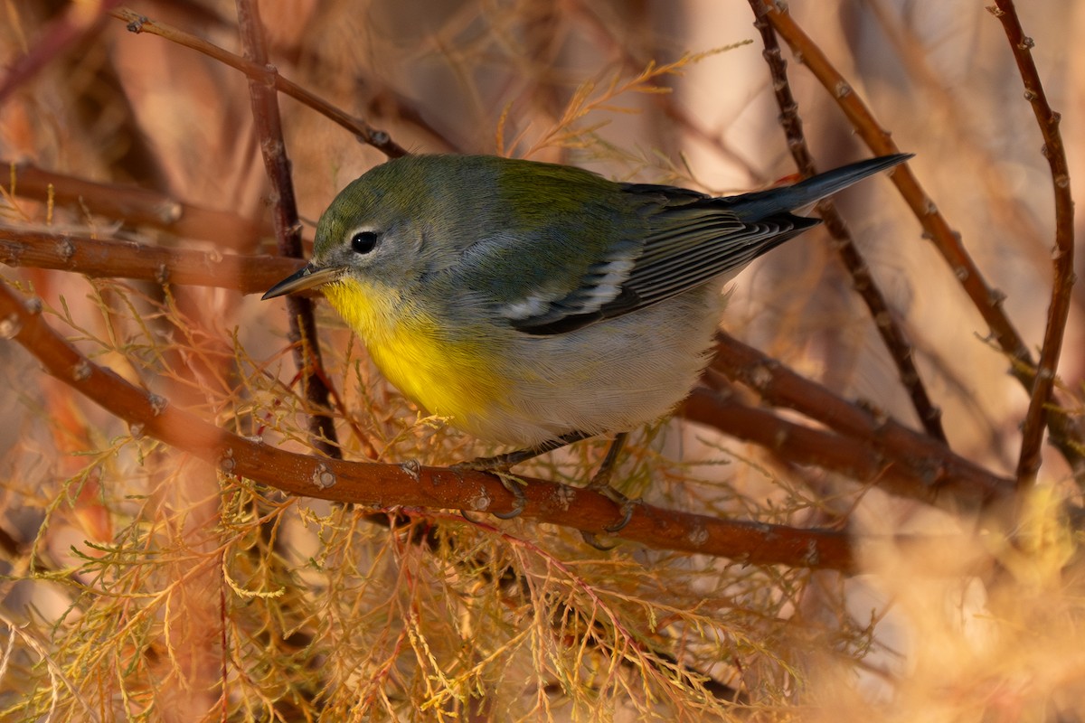 Northern Parula - ML645625741